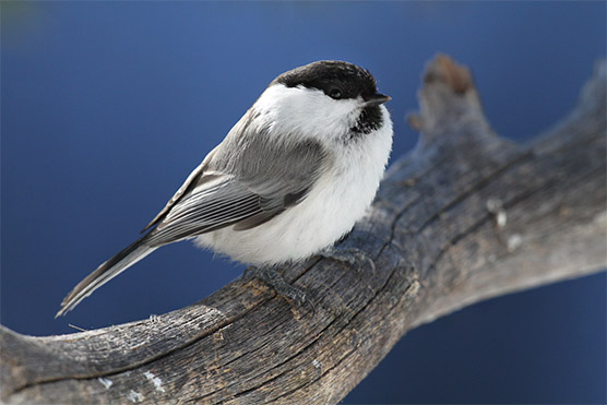 Willow tit